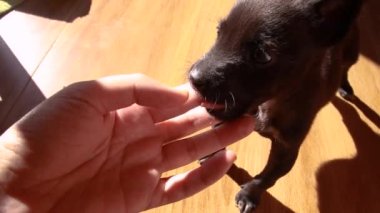 Siyah bir köpek yavrusunun sahibinin parmağını nazikçe kemirmesi hoş bir an.