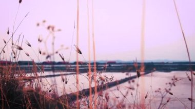 Kamboçya, Kamboçya 'daki muazzam tuz tarlalarının yanında esen kuru otların sinematik manzarası.