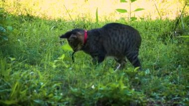 Tekir kedi avlıyor ve yeşil otların arasında bir yılan yakalıyor.