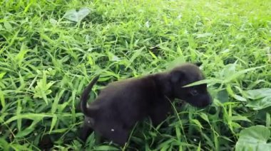 Bir yaz günü yeşil çimlerin arasında yürüyen sevimli siyah bir köpek yavrusu.