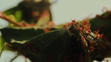 Yeşil karıncalar ya da Oecophylla smaragdina olarak bilinen Weaver karıncalarını birbirine yapraklar örerek yuva kurarak kapatın.