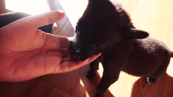 Cute Moment Puppy Gently Licks Hands Its Owner — Stock Video