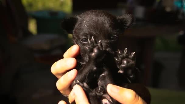 Roztomilé Černé Štěně Choulilo Ruce Svého Majitele Drželo Ranního Světla — Stock video