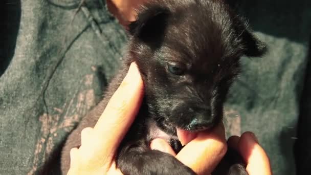 Primer Plano Lindo Cachorro Negro Acunado Mano Lamiendo Dedo Dueño — Vídeos de Stock