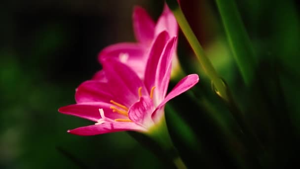 Light Shadows Cast Zephyranthes Carinata Also Known Rosepink Zephyr Lily — Stock Video