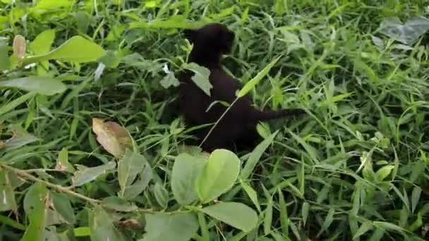 Magas Látószögű Kilátás Egy Fiatal Fekete Kiskutya Felfedező Szabadban Egy — Stock videók