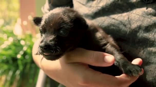 在早晨的阳光下 一只可爱的黑色小狗握在一个女人的手里晒太阳 — 图库视频影像