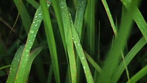 Dešťové Kapky Zachycené Kymácejících Stéblech Trávy Ukazují Koncept Nového Věku — Stock video