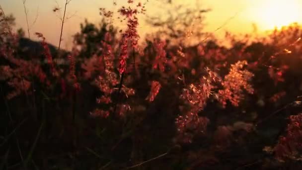 Pink Grass Flowers Swaying Breeze Gentle Sunset Light — Stock Video