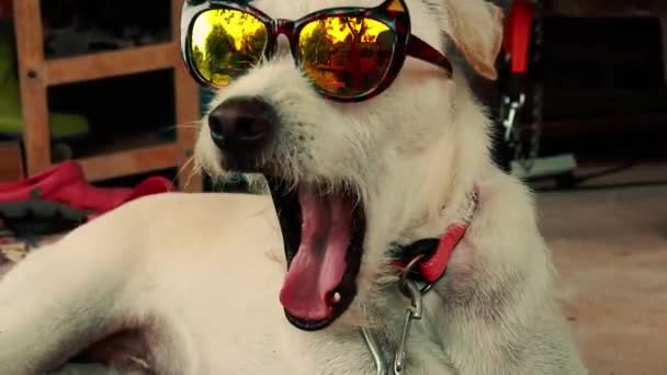 Funny Terrier Dog Wearing Cat Glasses Losing While Yawning — Stock Video