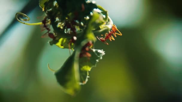 Yaprak Kesen Karıncalar Atta Sefalotları Sabah Güneşine Karşı Asılı Bir — Stok video