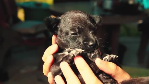 自分の足を噛みながら 小さな子犬は優しく手に抱かれました — ストック動画