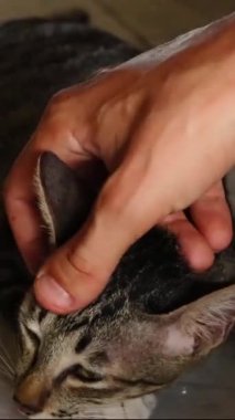 Bir kedinin nazikçe başını dik tut. 