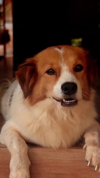 Ekspresi Bahagia Doggy Vertikal Saat Melihat Pemilik — Stok Video