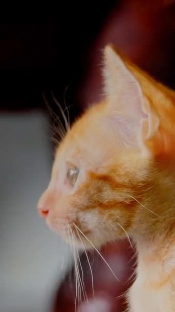 Pionowy Zauroczony Ginger Kitty — Wideo stockowe