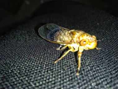 Böcek böceği, beyaz arka planda izole edilmiş. Hayvan makro fotoğrafçılığı.