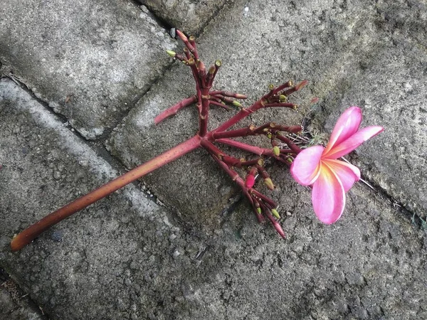 アスファルトの背景に枝でFrangipani落下 秋のコンセプトでプルメリアの花が落ちる — ストック写真