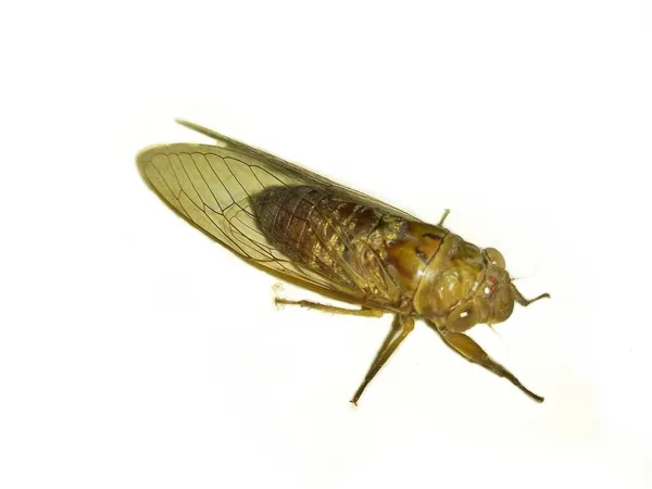 Bugg Insekt Närbild Isolerad Vit Bakgrund Djur Makro Fotografi — Stockfoto