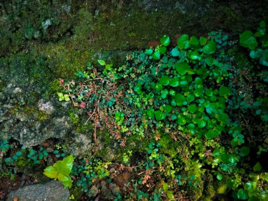 Kışın bahçedeki yeşillik bitkisinin bir arka plan olarak kullanılması.