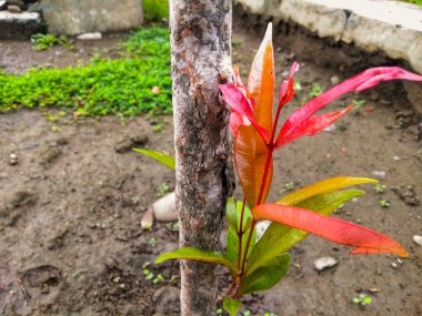 Kırmızı filizli yapraklar, Syzygium cinsinden gelen süs bitkisi olarak bilinen bitki türüdür. Yeni yaprak tomurcuklarının rengi parlak kırmızı görünüyor bu yüzden bu bitkinin adı Kırmızı Vuruş..