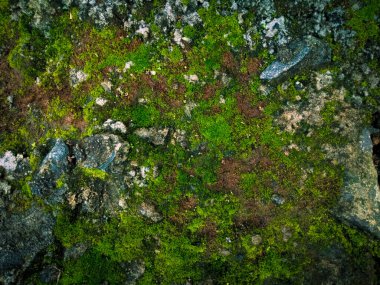 Bahçedeki kaya ve taşın üzerindeki yeşil yosun. Arka plan olarak doğal yeşil bitki.
