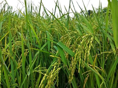 Yeşil çimen ya da çeltik yaprakları beyaz arkaplan ve kopyalama alanı ile