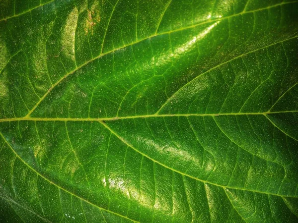 Primer Plano Patrón Textura Hoja Verde Verde Brillante Natural Utilizando —  Fotos de Stock