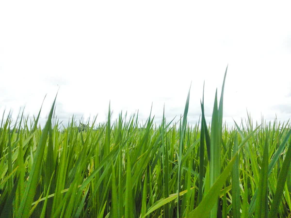 Erba Verde Foglie Risaia Con Sfondo Bianco Chiaro Spazio Copia — Foto Stock