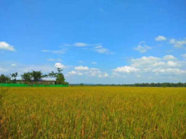 Τοπίο Πράσινα Φύλλα Ρυζιού Paddy Λευκά Σύννεφα — Φωτογραφία Αρχείου