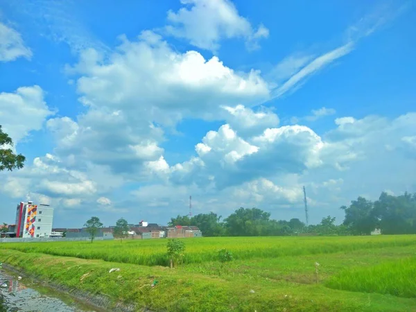 Landscape Green Leaves Rice Paddy White Clouds — Stock Photo, Image