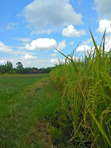 Green Grass Paddy Leaves Clear White Background Copy Space — Stock Photo, Image