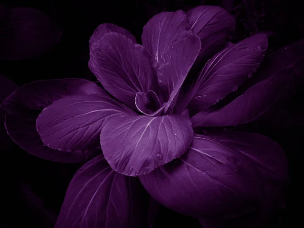 Studio Shot Isolated Purple Flower Blossoms Dark Vignette — Stock Photo, Image