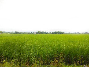 Beyaz bulutlu yeşil çeltik yaprakları.