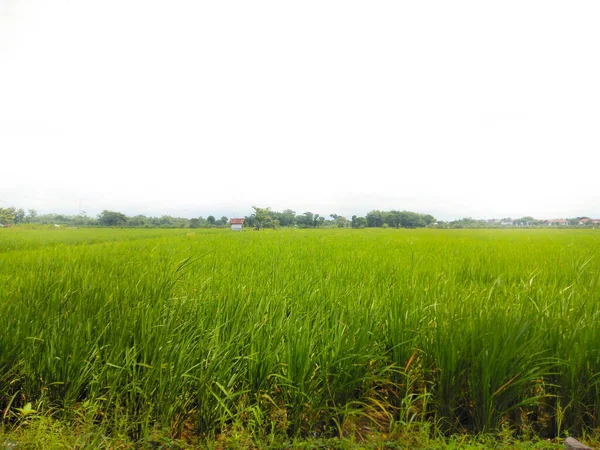 Paisagem Folhas Verdes Arroz Paddy Com Nuvens Brancas — Fotografia de Stock