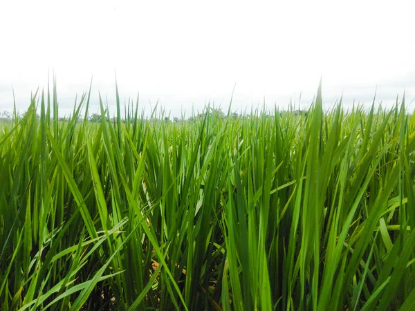 Zielona Trawa Lub Liście Ryżu Jasnym Białym Tłem Przestrzenią Kopiowania — Zdjęcie stockowe