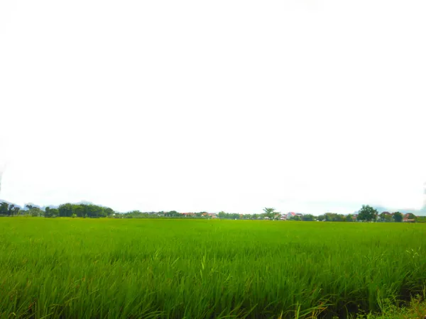 Krajobraz Zielone Liście Ryżu Paddy Białymi Chmurami — Zdjęcie stockowe