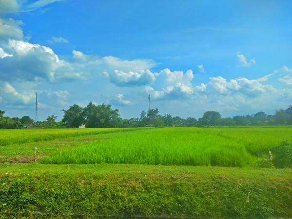 Landschaft Grüne Blätter Von Reisfeldern Mit Weißen Wolken — Stockfoto