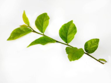 Beyaz arkaplanda taze yeşil yapraklar