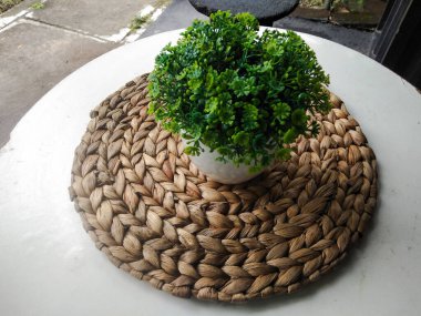 Ahşap ve beyaz arka planda taze yeşil bitki. Tazelik evi bitkileri kavramı.