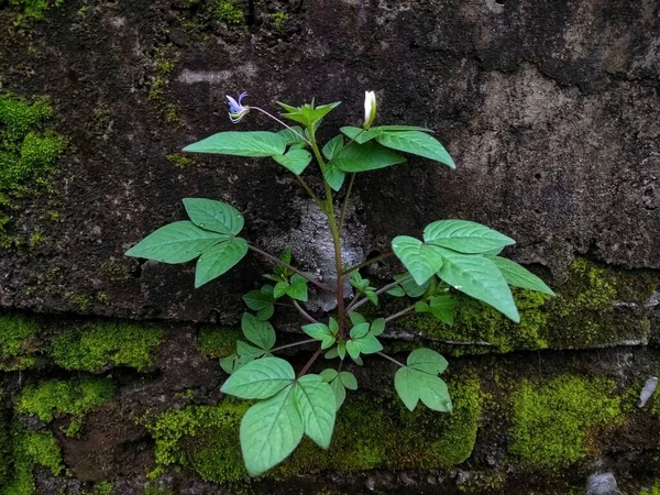 Zelené Listy Rostlina Létě Půdou Nebo Pozemním Pozadím — Stock fotografie