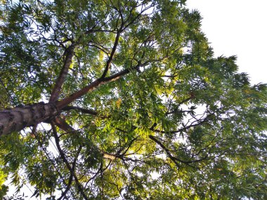 Ağaç manzarasının altında ağaç dalları ve yeşil yapraklar var.