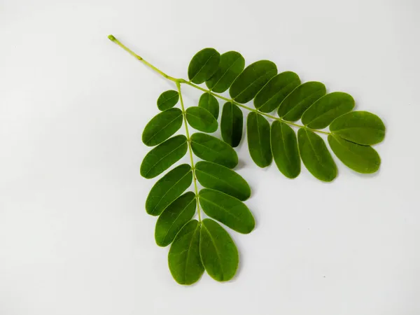 Close Frische Grüne Blätter Detail Isoliert Auf Weißem Hintergrund Makrofotografie Stockfoto
