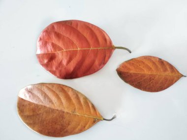 Beyaz arka planda yalıtılmış kiraz yaprakları. Beyaz sonbahar kavramında kahverengi ve eski kiraz ağacı yaprağı.