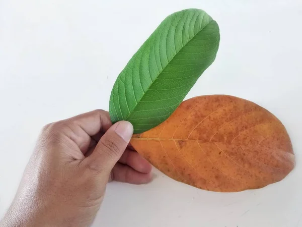 Tangan Manusia Memegang Daun Jackfruit Terisolasi Pada Background Brown Daun — Stok Foto