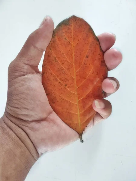 Menselijke Hand Houden Jackfruit Blad Geïsoleerd Witte Achtergrond Bruine Oude — Stockfoto