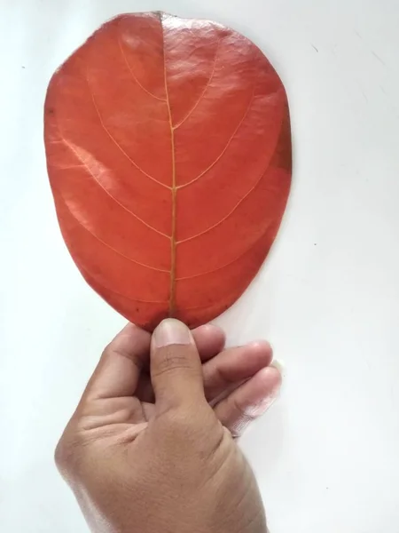 Tangan Manusia Memegang Daun Jackfruit Terisolasi Pada Background Brown Daun — Stok Foto