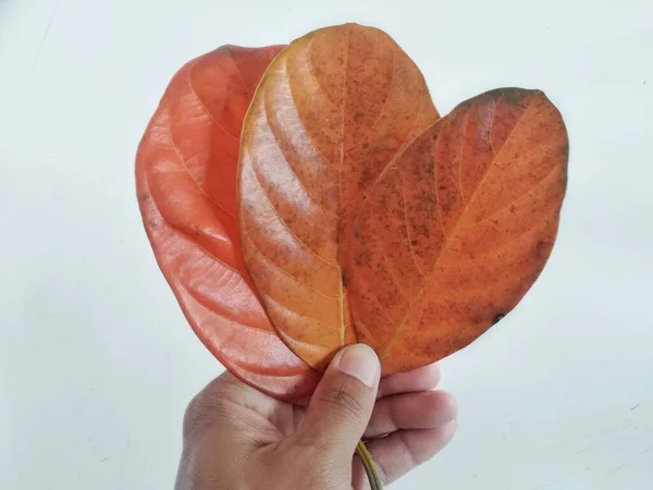 Tangan Manusia Memegang Daun Jackfruit Terisolasi Pada Background Brown Daun — Stok Foto