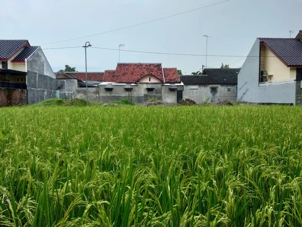 Вид Рисовую Ферму Поле Ландшафтным Домостроением Небом Городе — стоковое фото