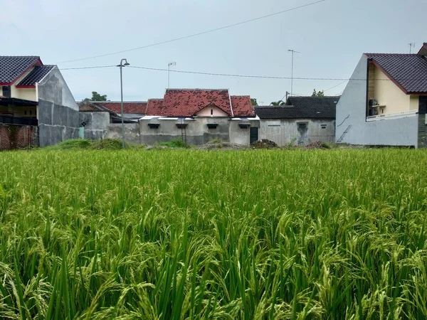 Вид Рисову Ферму Поле Ландшафтним Будинком Небом Місті — стокове фото