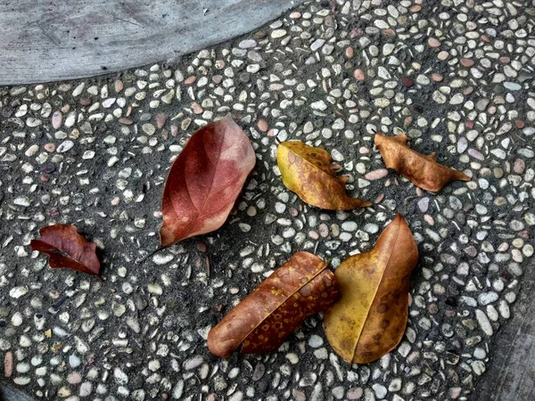 Trockenes Laub Auf Kiesboden Für Herbstkonzept — Stockfoto